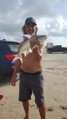 fat gafftop