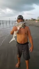 shark