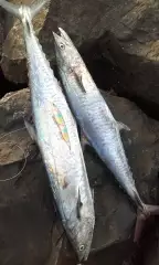 Abu Dhabi Fishing Escapade_21Sep2018