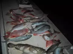 fishing in Kavieng