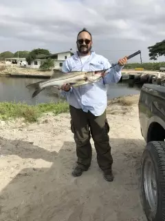 Snook