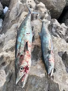 Abu Dhabi fishing!