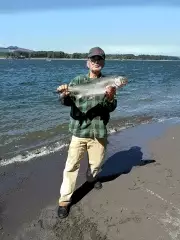Salmon