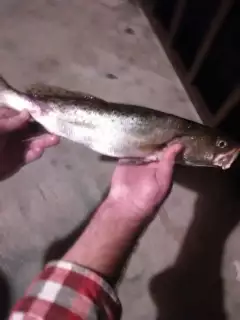 Night time top water