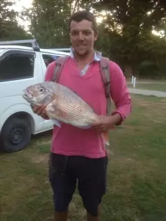 Golden bay snapper