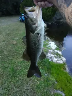 Largemouth!