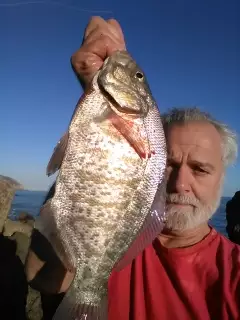 Surf Perch
