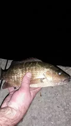 Mangrove snapper