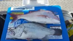2 good fish