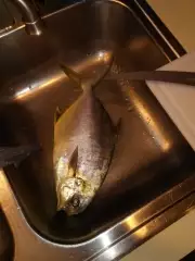 Surf Fishing Pompano near venice fl