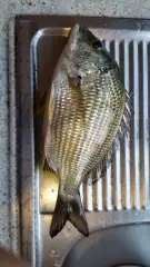 33 cm bream