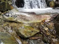 Salmon Trutta Macrostigma on DUO Spearhead Ryuki Gold Yamame