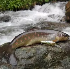 Salmo Trutta Macrostigma