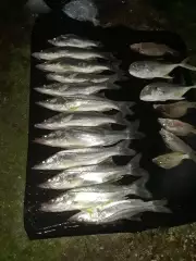 Great evening fishing