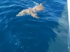 Big nurse shark 9-17-19 sw fl gulf 15 miles