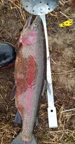 Stocked rainbow