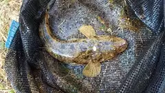 Swan river perth western australia