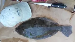 20" fluke