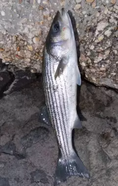 Striped bass (only 23")