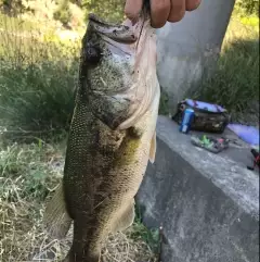 Largemouth