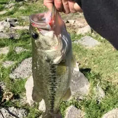 Largemouth