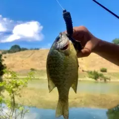 Bluegill