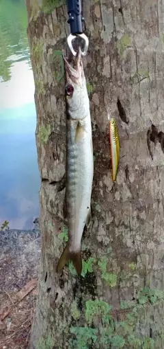 One Small Barakuda