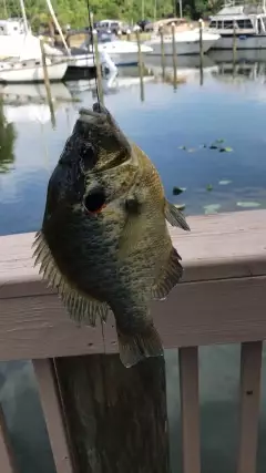 Blue gill