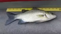 Mississippi River striped bass