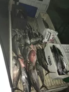 Tuna, reds snapper 850lb