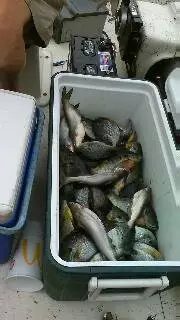 Bream, Shell Crackers, War Mouth, Catfish