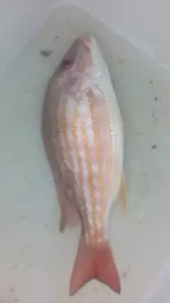 reds
