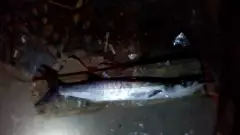 log