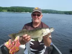 walleye