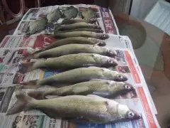 walleye and crappie