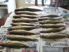 walleyes