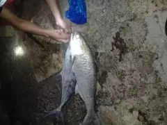 Queen fish and sheem.
