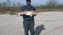 redfish