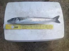 whiting