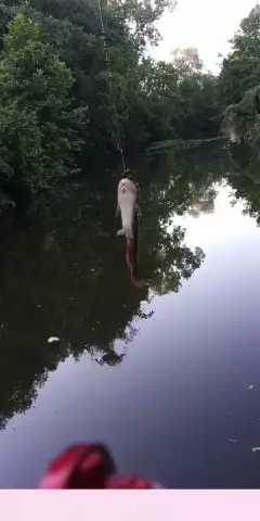 Bullhead