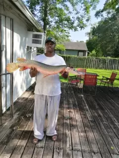 Saltwater Alligator Gar