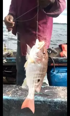 redfish