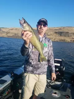 Walleye