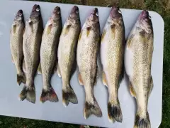 Today’s catch