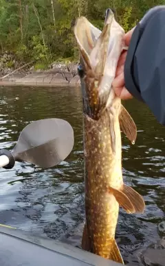Northern Pike - from Sweden