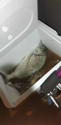 We catch fish & crab