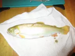 This Golden Rainbow Trout is 14 inches long. I caught it in the Conejos River in southern Colorado a month ago. The other species were attacking it, apparently!