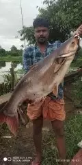 Pangasius catfish