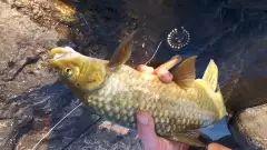 Natal yellowfish