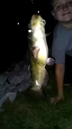 Flathead cat aka yellow belly